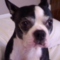 molly