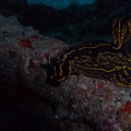 Cool Slug