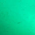 Bait Fish!!