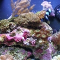 Newer aquascape