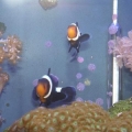 Clowns at feeding time