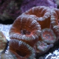 acanthastrea