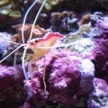 cleaner shrimp