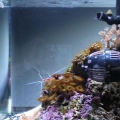 right side of tank w/ new 150w JBJ K-2 Viper