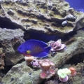 added some fish and corals