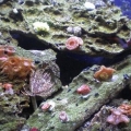 added some more corals