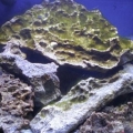algae bloom