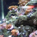 right side of tank