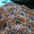 acanthastrea