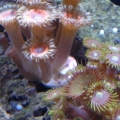 palys and zoas