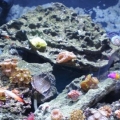 full tank shot