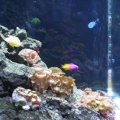 Left side of tank