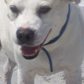 "Cain" 11 years old - American Bulldog mix