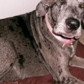 "Lilly" 3 Years old - Great Dane Mix