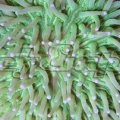 59 helio fungia