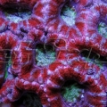 74 ultra acan