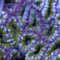 159 acan 002