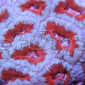 179 acan