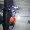 tomato clown