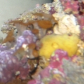 sponge and i think star pollups