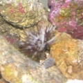 feather duster and mushroom