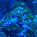 5-6-10 Green Button Polyps