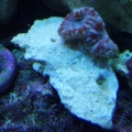 Chalice, Acans, mushrooms - 5-7-10