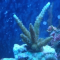 Acro 5-10-10