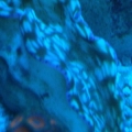 Derasa Clam - Actinics
