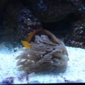 3 yr old - Red Saddleback/Fire Clown finally hosting something.