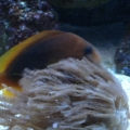 3 yr old - Red Saddleback/Fire Clown finally hosting something. II