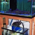 Refugium clear