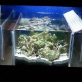 Refugium March