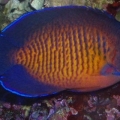 Coral Beauty