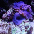 ricordia, mushrooms and green star polyps