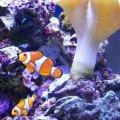 my two clowns, both tank raised from different breeders
