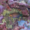 6 line wrasse
