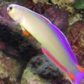 purple firefish