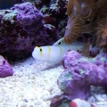 orange stripe goby