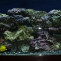 Reef Tank