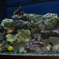 Reef Tank