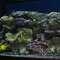 Reef Tank