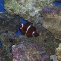 Maroon Clown Big Guy