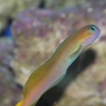 Blenny