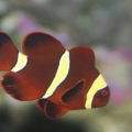 Maroon Clown Little Guy