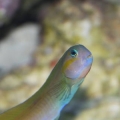 Blenny