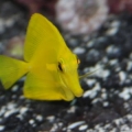 Yellow Tang