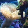 Hairy Toadstool