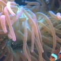 Clown Fish