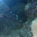 Boxing Shrimp